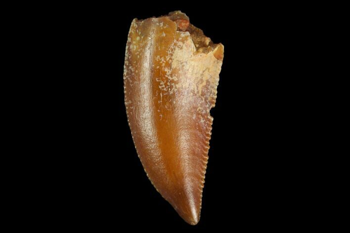 Serrated, Raptor Tooth - Real Dinosaur Tooth #130339
